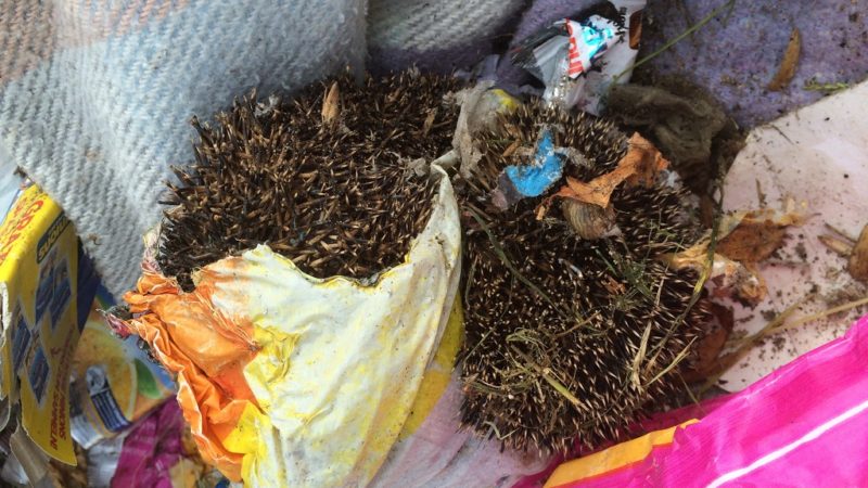 Igel angezündet (Foto: Polizei Willich)