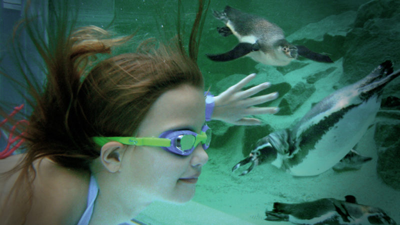 Planschen mit Pinguinen?! (Foto: Spreewelten GmbH)