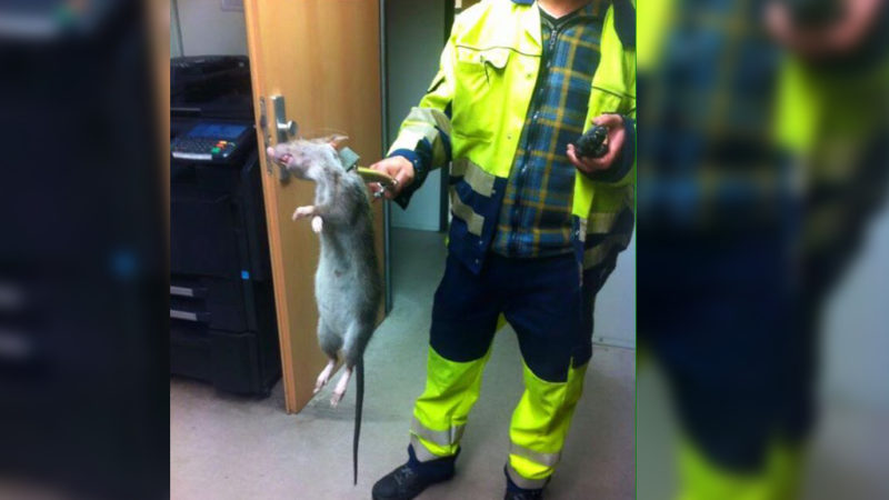 Mega Rattenalarm in Duisburg?! (Foto: Facebook)