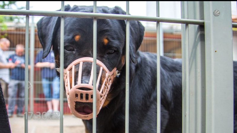 Besitzerin will Rottweiler Pascha retten (Foto: SAT.1 NRW)