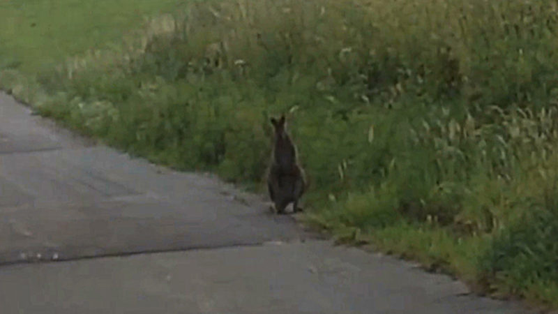 Känguru hält Sauerland auf Trab (Foto: Manfred Bergers)