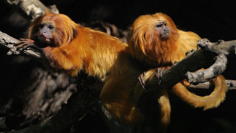 Seltene Affen aus Zoo geklaut (Foto: Hella Hallmann)