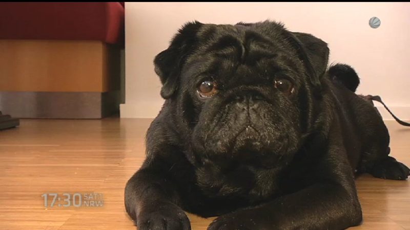 Bettensteuer für Hunde (Foto: SAT.1 NRW)
