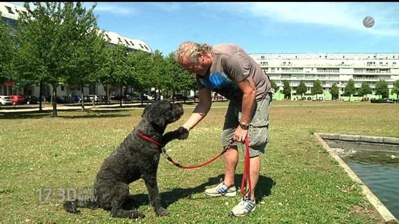 Ohne Leine erwischt: Herrchen muss Hund abgeben (Foto: SAT.1 NRW)