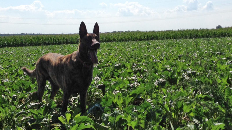 Hund beschützt seine Familie (Foto: SAT.1 NRW)