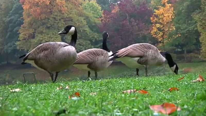Jagd auf Gänse (Foto: SAT.1 NRW)