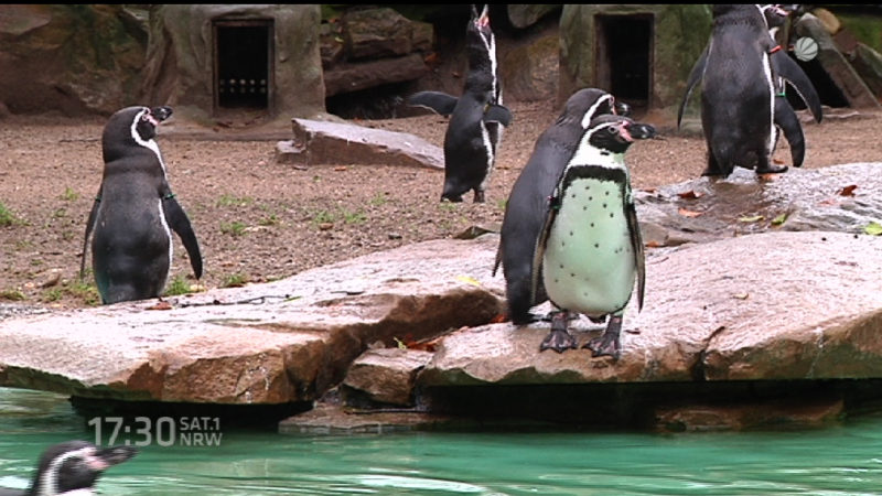 Toter Pinguin im Dortmunder Zoo (Foto: SAT.1 NRW)