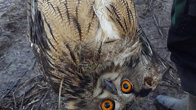 Uhu in Zaun gefangen! (Foto: M. Brungs/Bioland Brungs)