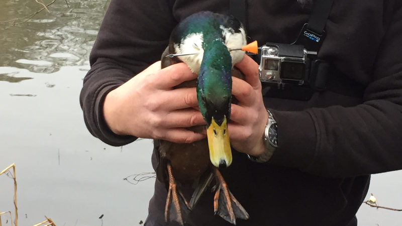 Ente lebt mit Pfeil im Hals (Foto: SAT.1 NRW)