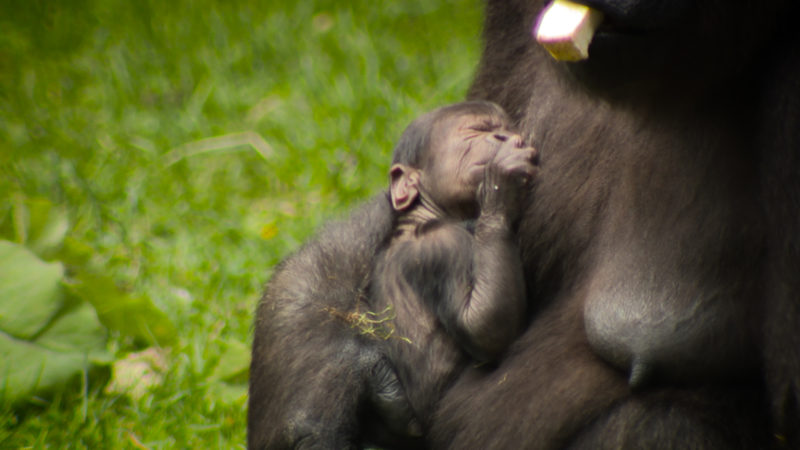 Gorilla-Baby (Foto: SAT.1 NRW)
