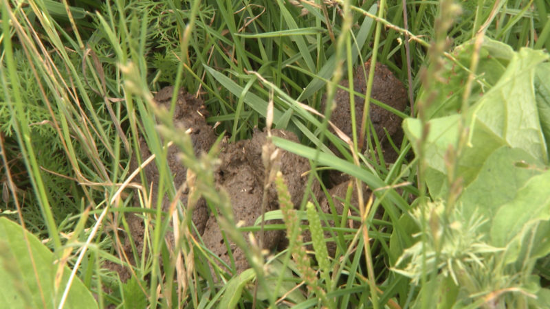 Hundehäufchen ärgern Landwirte (Foto: SAT.1 NRW)