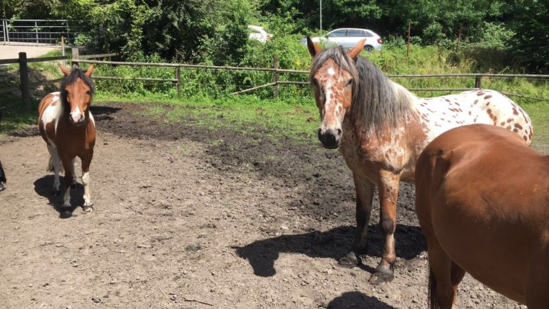 Reiterhof vor dem Aus (Foto: SAT.1 NRW)