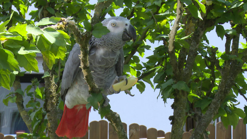 Papagei sucht Partner (Foto: SAT.1 NRW)