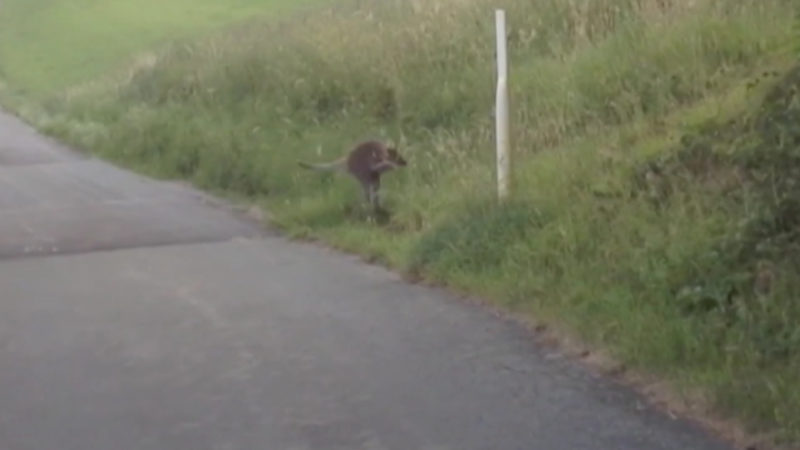 Skippy 2 tot (Foto: SAT.1 NRW)