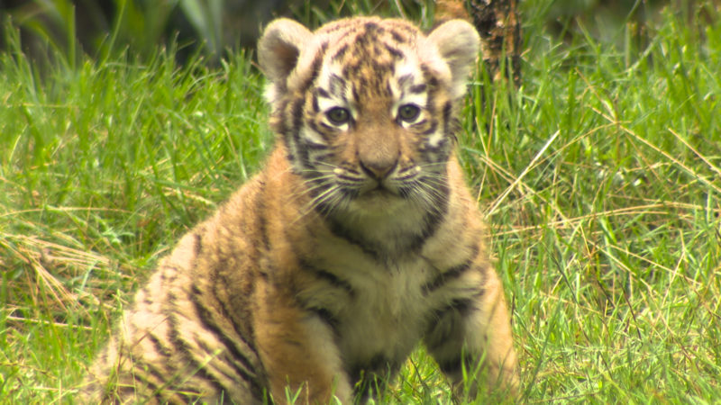 Tapsige Tigerbabys (Foto: SAT.1 NRW)