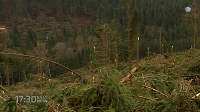 Der Wald stirbt (Foto: SAT.1 NRW)