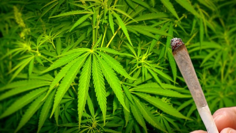 Cannabislager in Meerbusch eröffnet (Foto: SAT.1 NRW)