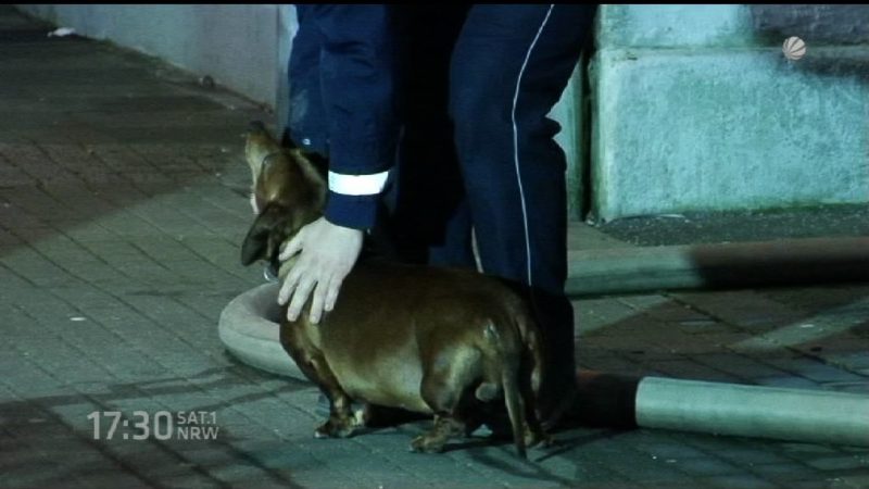Hundestaffel gegen Schweinepest (Foto: SAT.1 NRW)