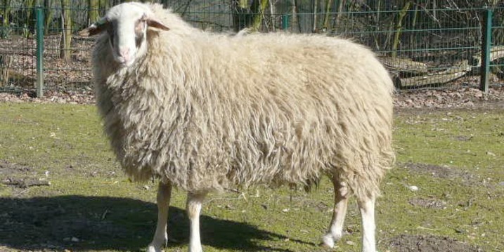 Schafe geklaut in Lindlar (Foto: Tiergehege Kaisergarten)