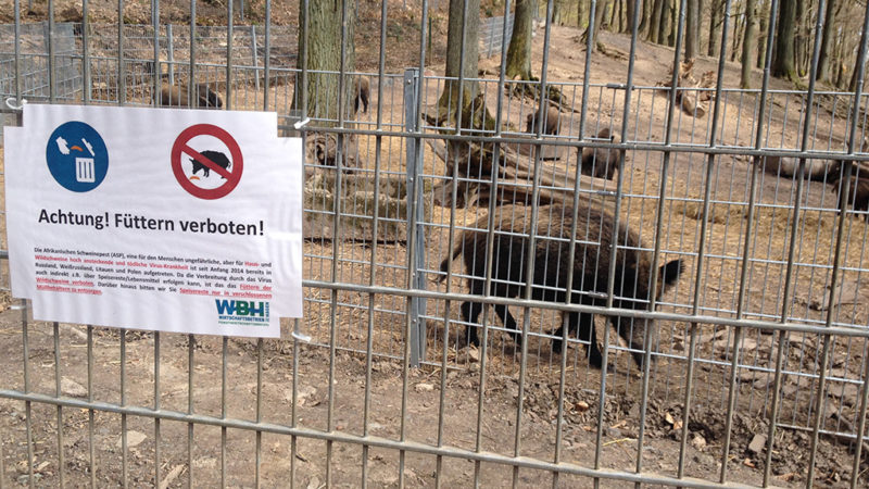 Die Wildschweine kommen (Foto: SAT.1 NRW)