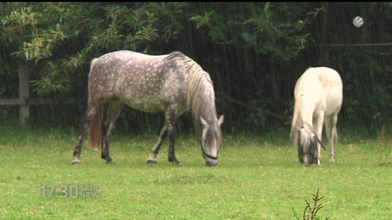 Messerangriff auf Pferd (Foto: SAT.1 NRW)