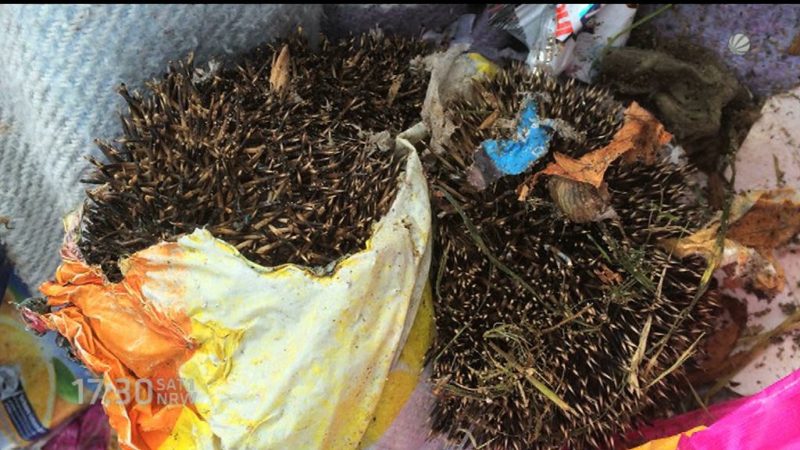 Schon wieder Igel angezündet (Foto: SAT.1 NRW)