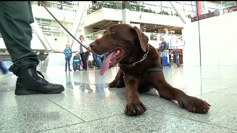 Zoll testet Hunde (Foto: SAT.1 NRW)