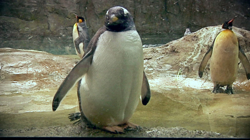 Pinguindame Sandy gestorben (Foto: SAT.1 NRW)