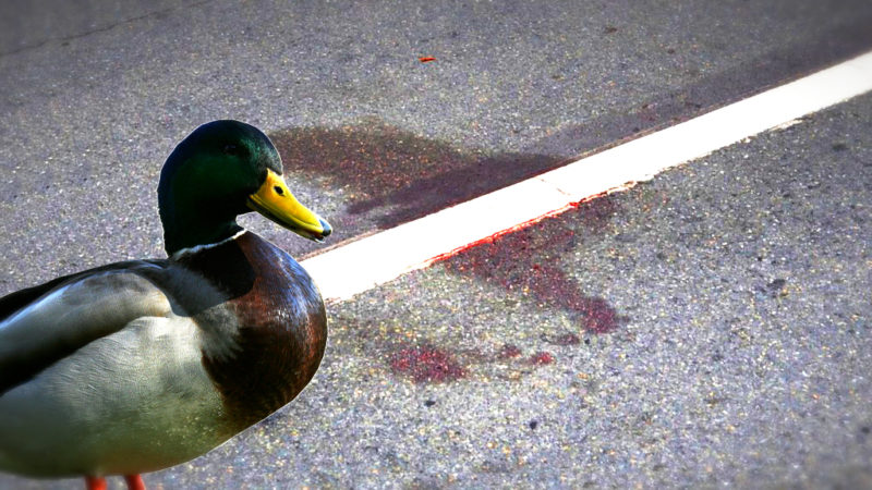 Enten auf A43 gerettet (Foto: SAT.1 NRW)