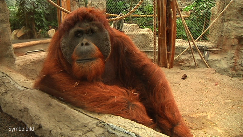 Spielzeuge für Orang Utans (Foto: SAT.1 NRW)