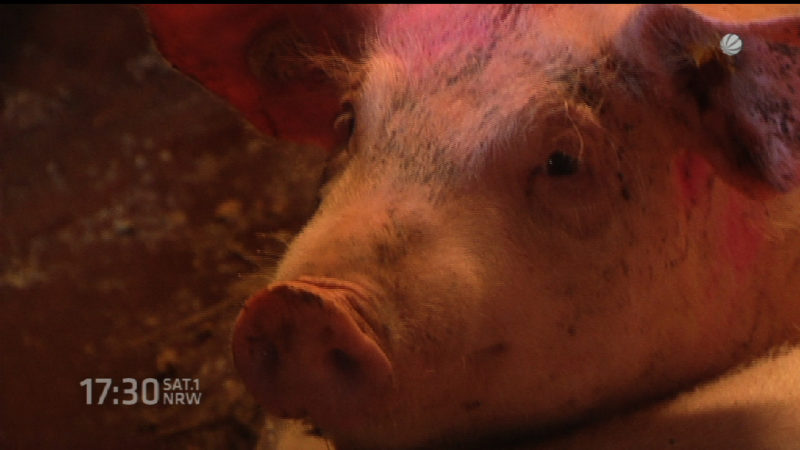 Feuerwehreinsatz im Schweinetransporter (Foto: SAT.1 NRW)