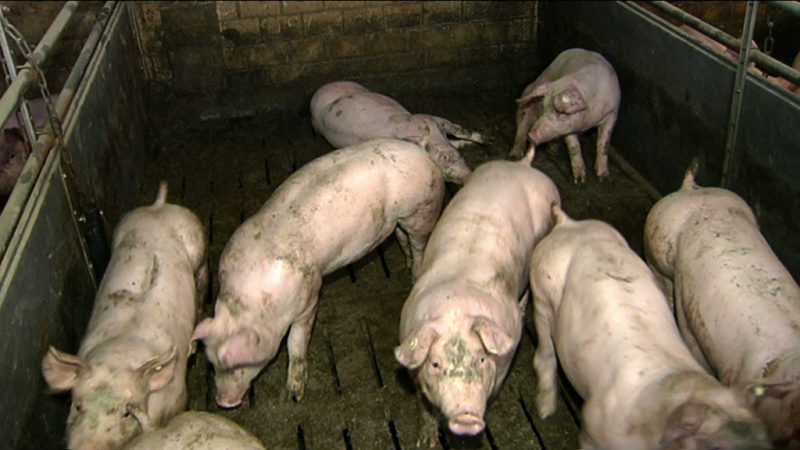 Bauer schützt Tiere vor Schweinepest (Foto: SAT.1 NRW)