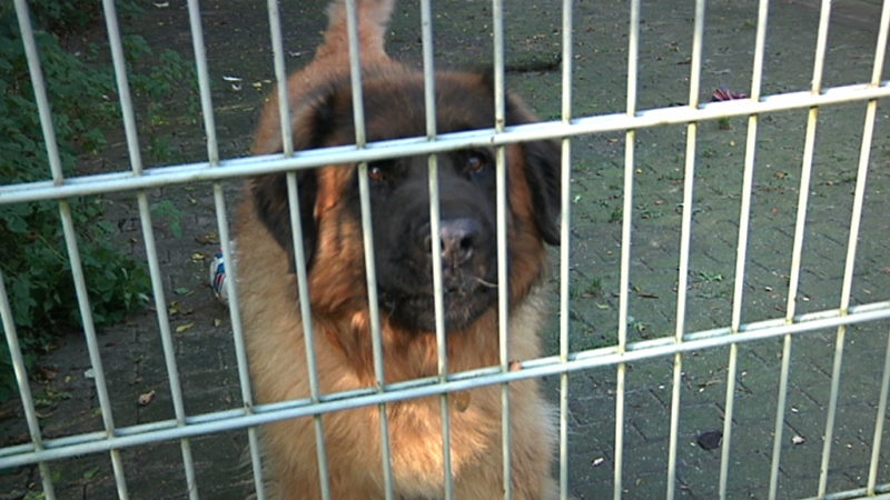 Spendenbereitschaft überfordert Tierheim (Foto: Symbolbild SAT.1NRW)