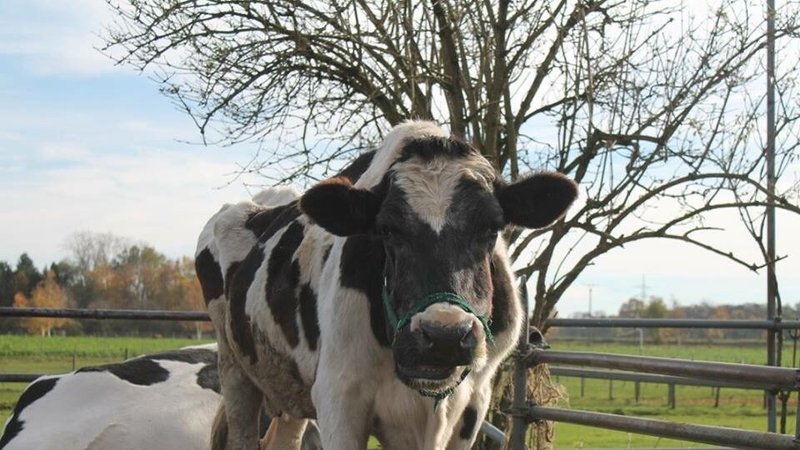 Reitunterricht auf Kühen (Foto: Reitstall Sybillenhof)