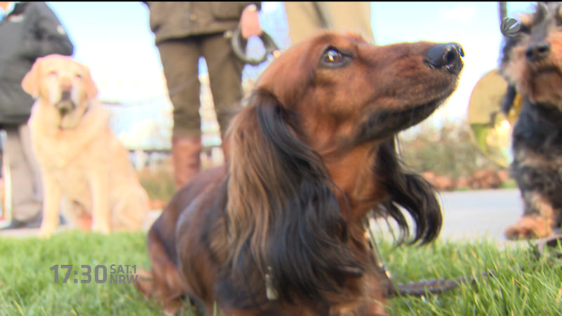 Jagd und Hund-Messe vor Eröffnung (Foto: SAT.1 NRW)