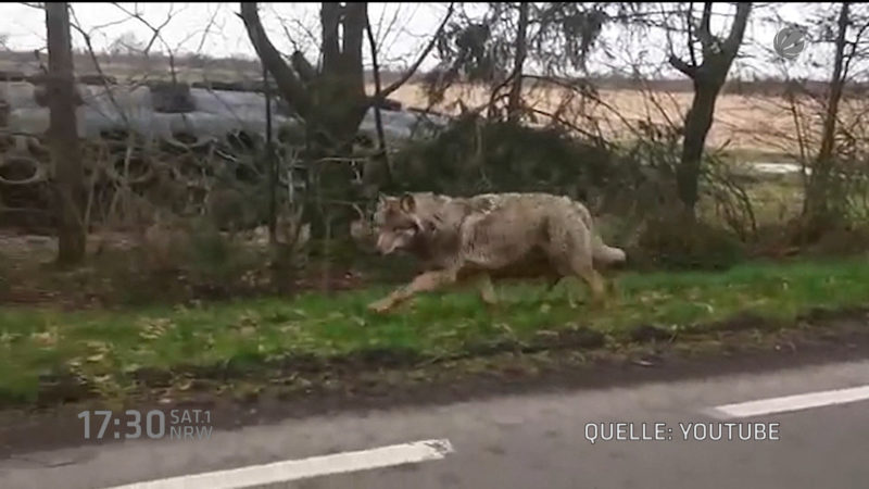 Wolf reißt drei Ziegen (Foto: SAT.1 NRW)