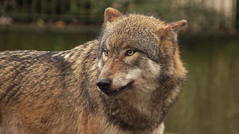 Wolf reißt Pferd (Foto: SAT.1 NRW)