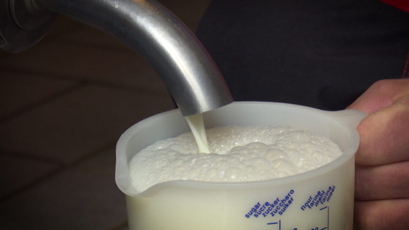 Sind hohe Milchpreise gut für Bauern? (Foto: SAT.1 NRW)