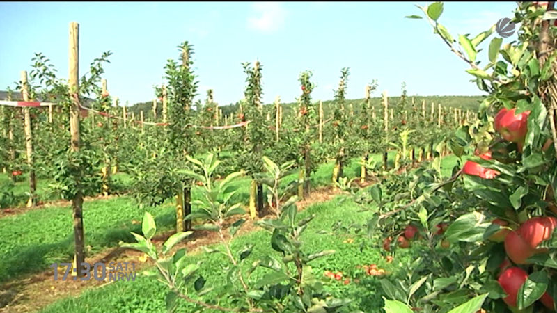 Glyphosat bald verboten? (Foto: SAT.1 NRW)