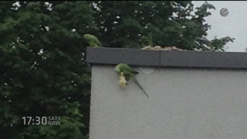 Papageien eingemauert (Foto: SAT.1 NRW)