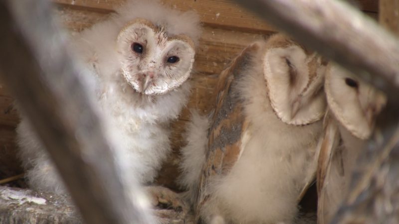 Alles Eule, oder was? (Foto: SAT.1 NRW)