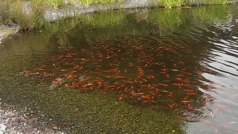 Fisch-Plage in Dinslaken (Foto: SAT.1 NRW)