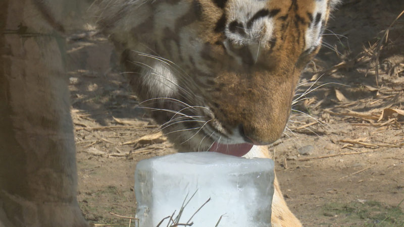 Heißer Spätsommer im Zoo (Foto: SAT.1 NRW)