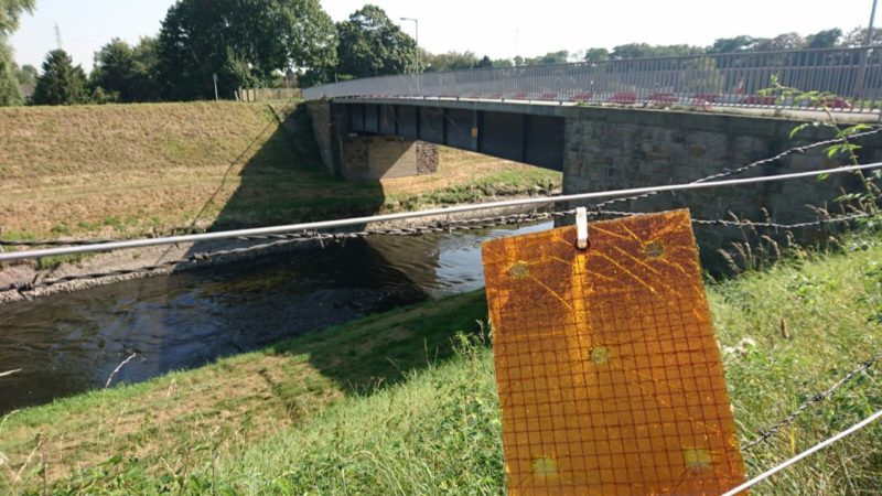 Duftbäumchen gegen Emscher-Gestank (Foto: SAT.1 NRW)