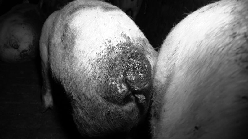 Tierhaltungs-Skandal (Foto: Animal Rights Watch)