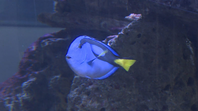 Tierschützer warnen vor "Dorie-Käufen" (Foto: SAT.1 NRW)