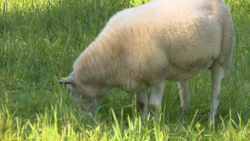 Schafsherde verirrt sich in den Garten (Foto: SAT.1 NRW)