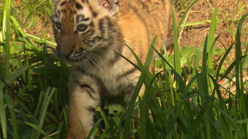 Namen für Tigerbabys (Foto: SAT.1 NRW)