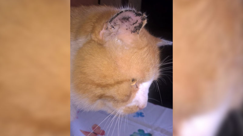 Kater verbrannt und verstümmelt (Foto: Polizei)
