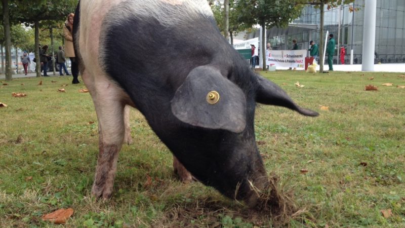Bauern kämpfen gegen Monsanto-Kauf (Foto: SAT.1 NRW)